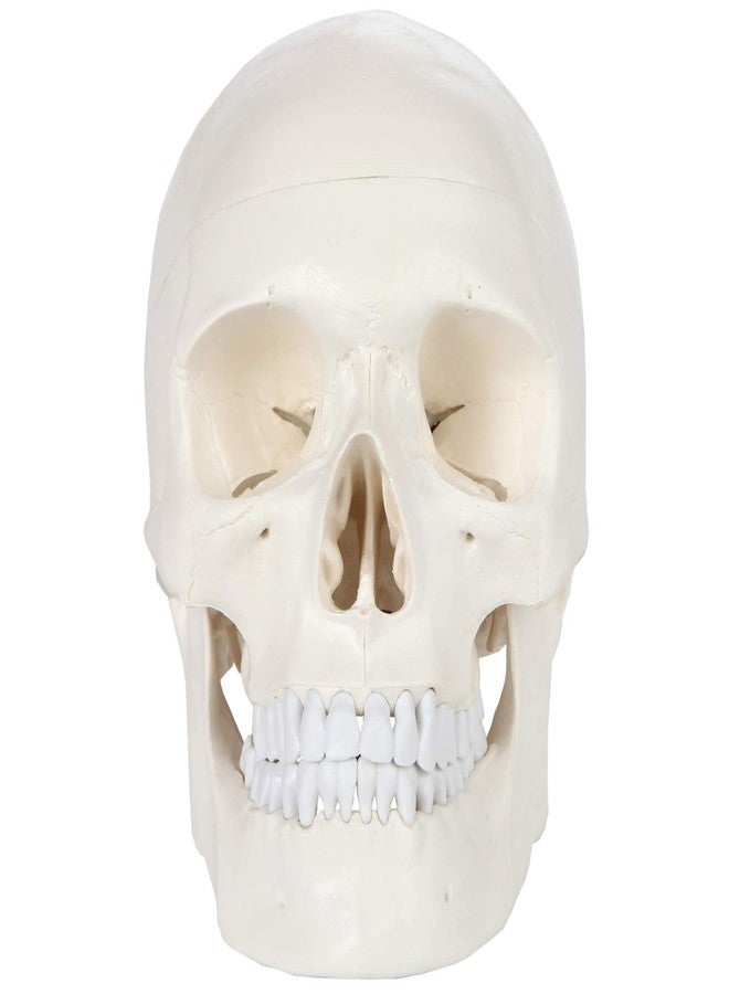 Axis Scientific Human Skull Model for Anatomy Life Size, 3-Part Anatomy Skull Includes Skull Cap with External and Interior Structures, Includes Detailed Product Manual, Skull for Anatomy - Image 4